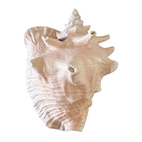 Giant Conch Shell Pink Peach Cream magic heavy ocean beach decor nautical sea - Picture 1 of 8